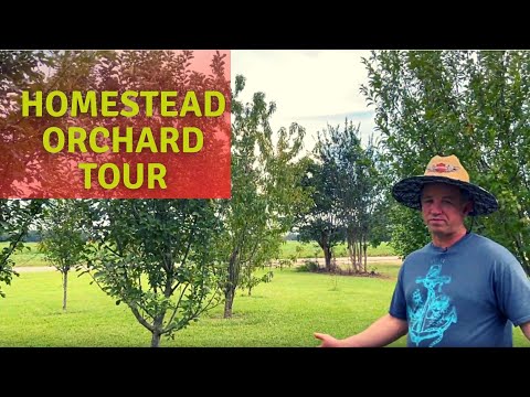 Видео: Редкие/уникальные сорта фруктов | Экскурсия по саду | Зона 8