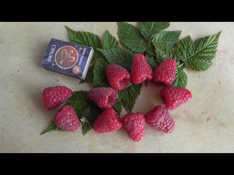 Видео: БАРОН. Новый ремонтантный сорт малины из Польши. /  Коллекция Светланы Татур.