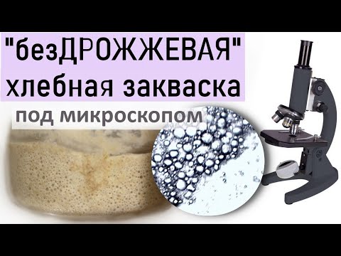 Видео: Закваска для хлеба домашняя "бездрожжевая" из муки и воды. Кто в ней живёт?