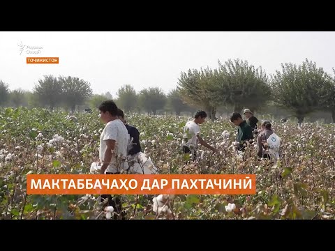 Видео: Ҷалби мактаббачаҳо ва коргарони давлатӣ ба пахтачинӣ дар Тоҷикистон