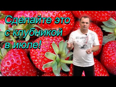 Видео: Что делать с клубникой после плодоношения- пять полезных советов.