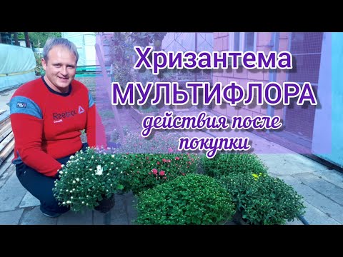Видео: Хризантема МУЛЬТИФЛОРА действия после покупки