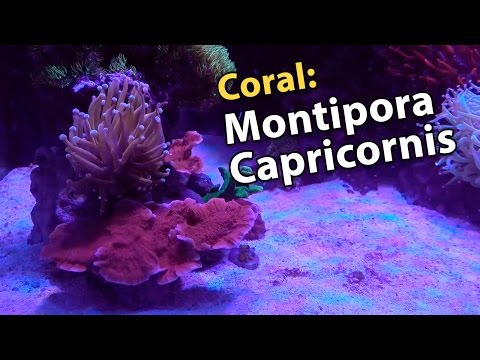 Видео: Давайте поговорим о Montipora Capricornis, одном из моих любимых кораллов!