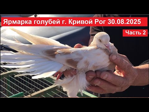 Видео: Ярмарка голубей и декоративных птиц г. Кривой Рог 30.08.2025. Часть 2