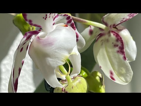 Видео: Ухаживаю за орхидейками. Вторая часть ☺️🦋