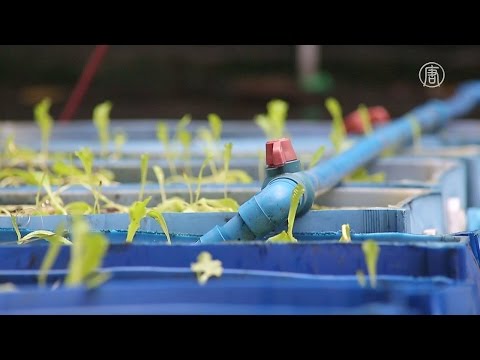 Видео: Аквапоника: огород и рыбная ферма прямо в квартире (новости)