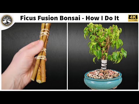 Видео: Бонсай из фикусов фьюжн — как я это делаю