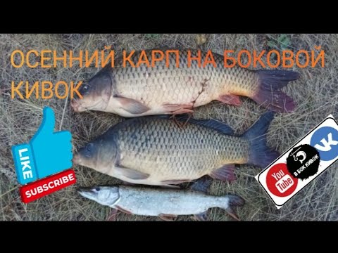 Видео: ОСЕННИЙ КАРП НА БОКОВОЙ КИВОК...Он берёт даже в такую погоду!!!!