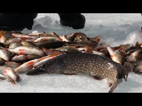Видео: Рыбалка на Сети! Немного Хитрости и Секрета! Отличный Улов! Проверка сетей!