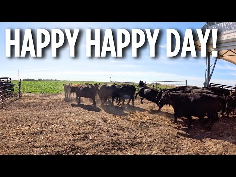 Видео: СЧАСТЛИВЫЕ КОРОВЫ! Выпускаем коров на покровные культуры осенью!