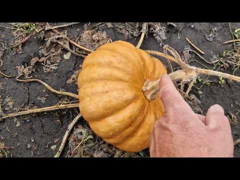 Видео: ТЫКВА Мускат де Прованс. сбор урожая 2024.