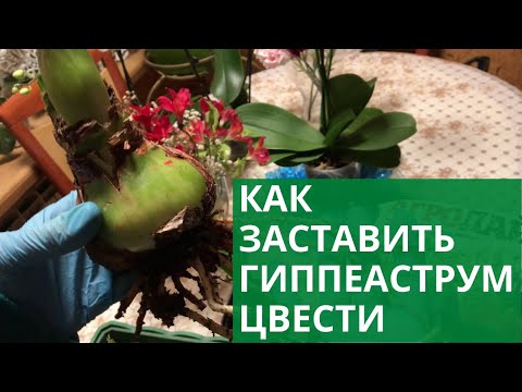 Видео: Как заставить гиппеаструм цвести