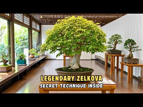 Видео: Легендарный бонсай из дзельквы Масахико Кимуры | Редкий японский вяз из музея Омия