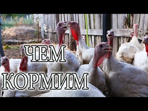 Видео: РЕЦЕПТ КОМБИКОРМА ДЛЯ ИНДЮКОВ