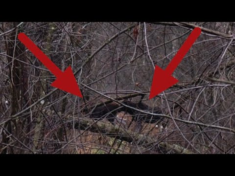 Видео: СЕРДЦЕ УШЛО В ПЯТКИ УВИДЕВ ИХ!  ВСТРЕТИЛ ДИКИХ ЖИВОТНЫХ В ЛЕСУ И ОФИГЕЛ! ТАКОГО ПОХОДА Я НЕ ОЖИДАЛ!