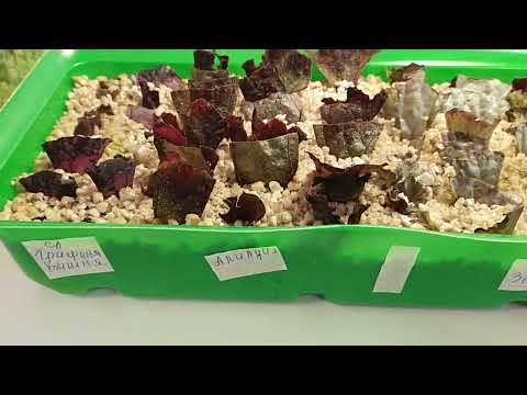 Видео: ❤️Молодые фрагменты бегонии в перлите. Элатиор Бориас из перлита в грунт❤️