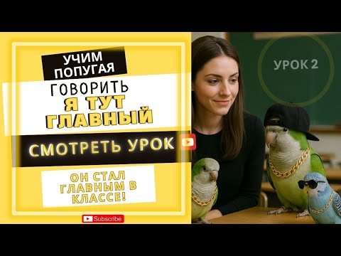 Видео: Самые смешные фразы, которые может выучить попугай - Как научить попугая говорить
