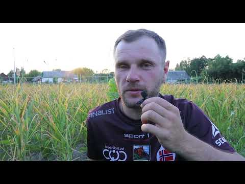 Видео: Часник по часнику.Чи можна так садити і які наслідки?