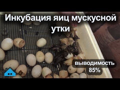 Видео: Инкубация мускусных уток