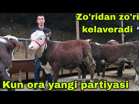 Видео: NEMATJON UKAMIZGA BIRI BIRIDAN KUCHLI GREFORD BUQALAR KELDI 6 ноября 2025 г.