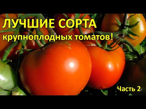 Видео: ЛУЧШИЕ СОРТА крупноплодных ТОМАТОВ для открытого грунта. Урожай 2020г. Обзор! ЧАСТЬ 2.