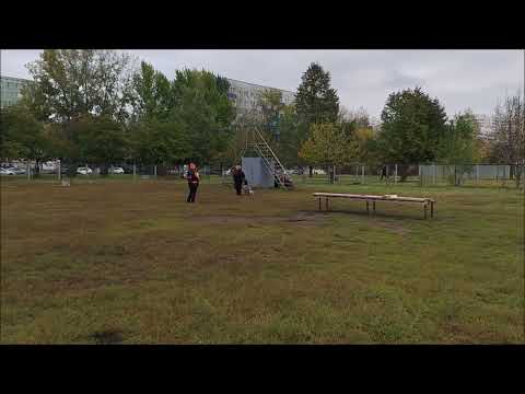 Видео: Салихова Татьяна и курцхаар Фокс, ОКД-Мастер 1 место