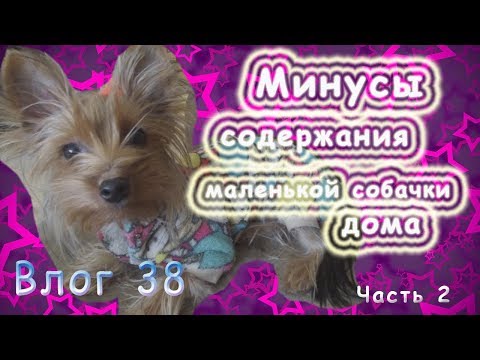 Видео: Сложно ли с йорком? Минусы содержания йорка. Йорк - за и против!