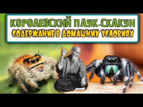 Видео: ПАУК СКАКУН содержание В ДОМАШНИХ УСЛОВИЯХ