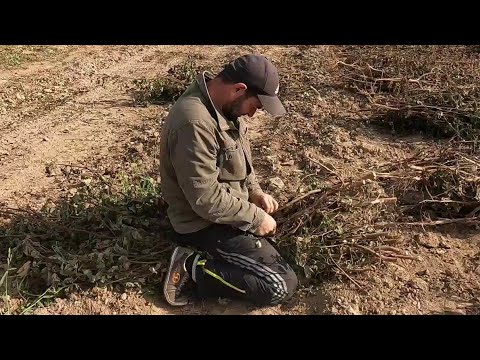 Видео: Помогаю родителям работаем на поле. Едем проведать бабушку.