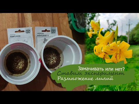 Видео: Замачивать семена моркови или нет? Проверяем опытным путём.