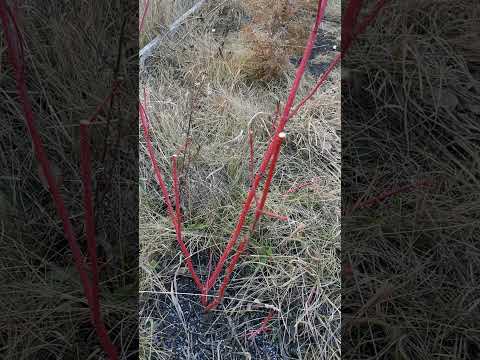 Видео: Обрезка Дерена осенью