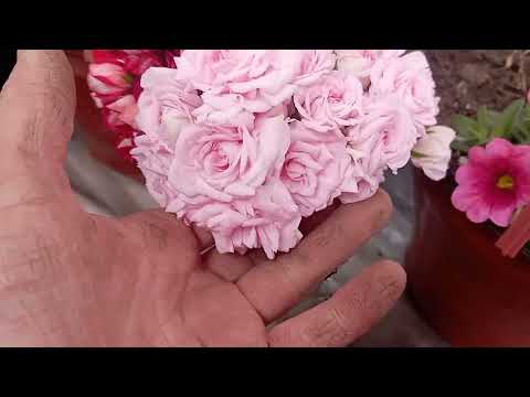 Видео: Кашпо калибрахоа будет очень пышной и красивой! 🪴🌺