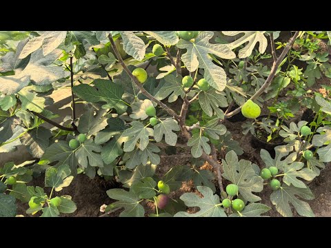 Видео: Инжир в Беларуси. Урожай 2025 в кадках и открытом грунте. 
