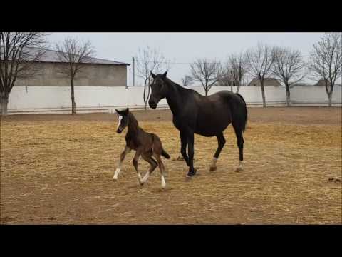 Видео: жеребята 2017