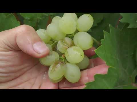 Видео: Тріскуни на участку 2025