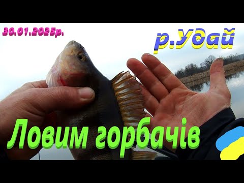 Видео: #Удай # Знайшов горбачів #РибачуЯкУмію