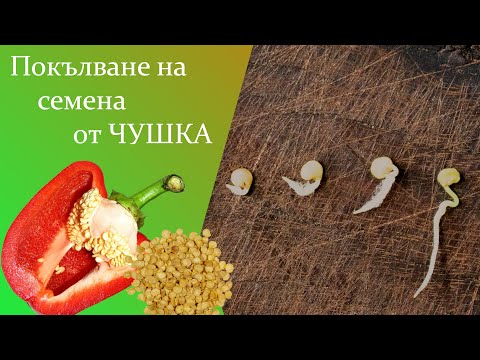 Видео: Покълване на семена от ЧУШКА - Разсад без загуби. Полезно - кълнове от чушка.