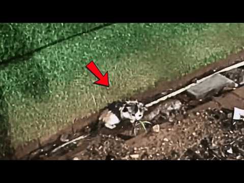 Видео: Я почти заснул, когда услышал мяуканье котёнка за окном. Ливень надвигался, нужно было найти её.