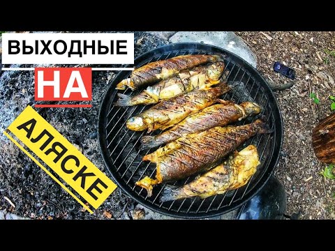 Видео: Рыбалка на Форель Сбор Трав и Ягод Выходные на Аляске