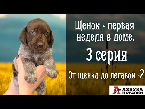 Видео: Щенок в доме - первая неделя.