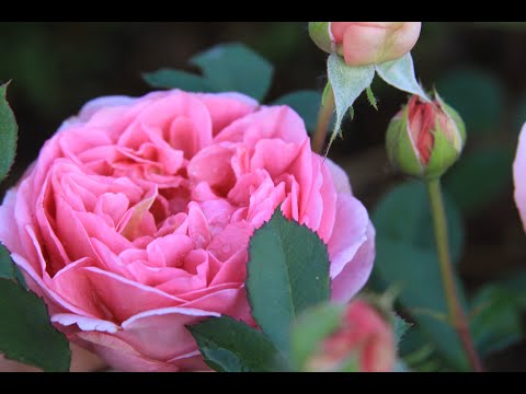 Видео: Корневые подкормки для роз в Сибирском саду