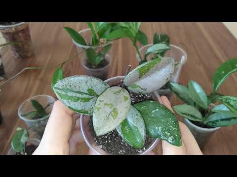 Видео: Новинки хой. Часть 3. AH-074 silver, Wilbur graves, Grey ghost. Если хойи утратили сплеш? Мой опыт.