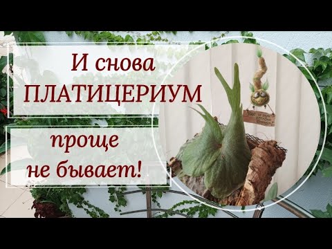 Видео: И снова ПЛАТИЦЕРИУМ. 3 способа полива, уход, условия содержания.