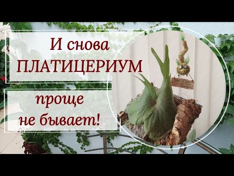 Видео: И снова ПЛАТИЦЕРИУМ. 3 способа полива, уход, условия содержания.