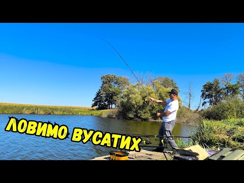 Видео: ЯК СПІЙМАТИ КОРОПА У ВЕРЕСНІ