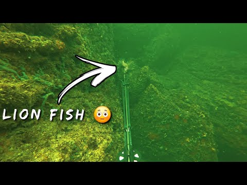 Видео: Подводная охота на ядовитую рыбу (рыбу-льва) — первый в мире чёрный групер | Поймать, почистить и...