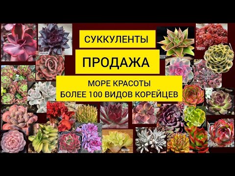 Видео: Суккуленты  продажа. Море красоты из Кореи и Голландии.