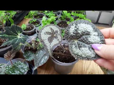 Видео: Часть бегоний и не только