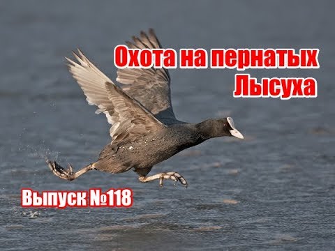 Видео: Охота на пернатых | Выпуск №118 (UKR)