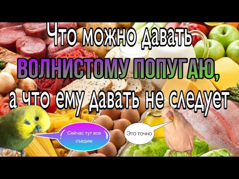 Видео: Чем кормить волнистых попугаев? Рацион волнистого попугая